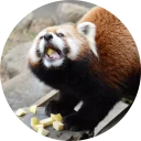 Стикер Red Panda Pack - 6