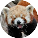 Стикер Red Panda Pack - 11