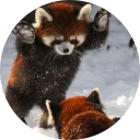 Стикер Red Panda Pack - 4