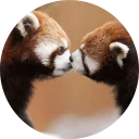 Стикер Red Panda Pack - 8