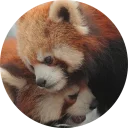Sticker Red Panda Pack - 0