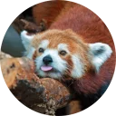 Стикер Red Panda Pack - 10
