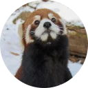 Стикер Red Panda Pack - 9