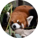 Стикер Red Panda Pack - 2