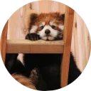 Стикер Red Panda Pack - 3