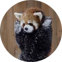 Стикер Red Panda Pack - 5