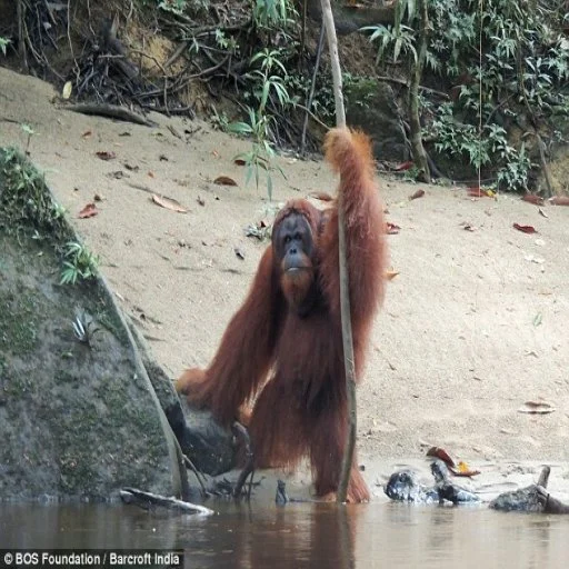 Return to monke Return to monke -