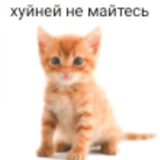 Рыжи Рыжи -