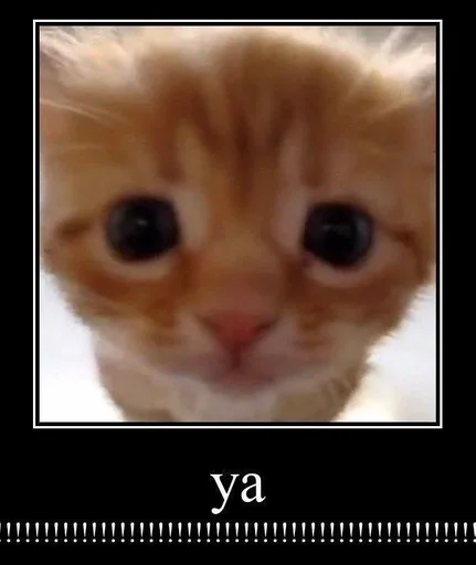 mammal mammal animal cat