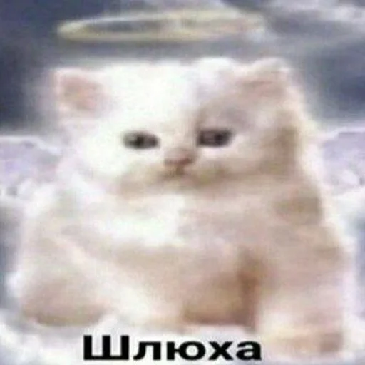 млекопитающее млекопитающее животное кошка