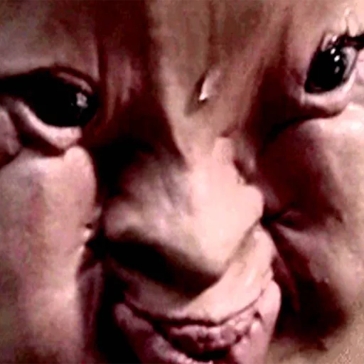 mammal mammal face eyes