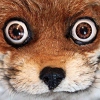 AdeleMorseTaxidermy AdeleMorseTaxidermy -