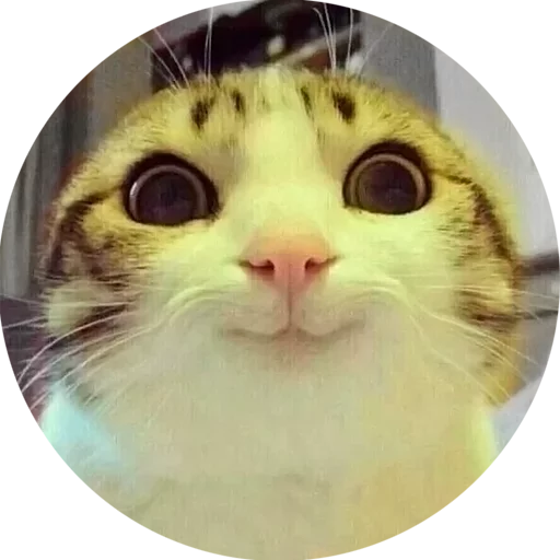 kotaedr fav1 (@StickoBot) kotaedr fav1 (@StickoBot) -
