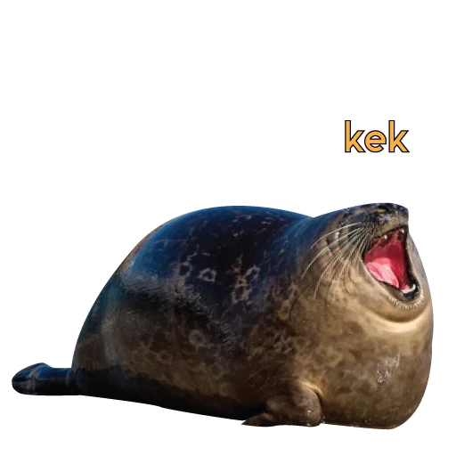 seals seals -
