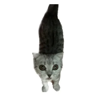 Sticker Шеда moment - 1