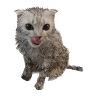 Sticker Шеда moment - 2