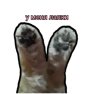 Стикер Шпиц Енот - 0