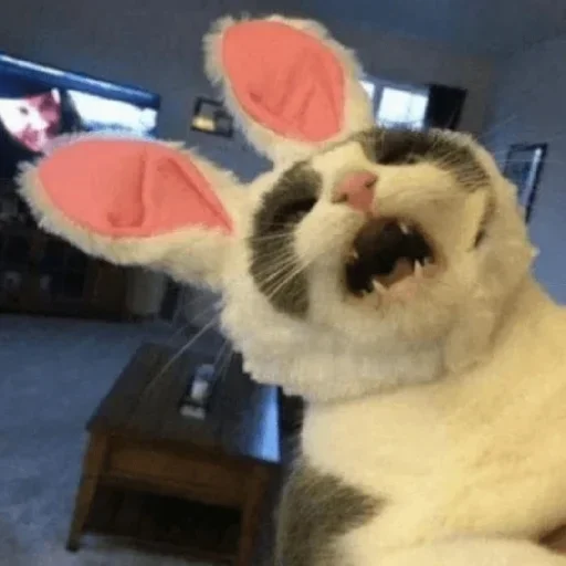 Cat Memes @StickersPackRobot Cat Memes @StickersPackRobot -