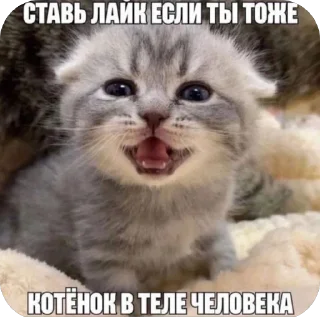 Стикер Китики KB_Wing @StickersPackRobot - 3