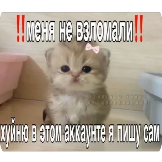 Стикер Китики KB_Wing @StickersPackRobot - 6