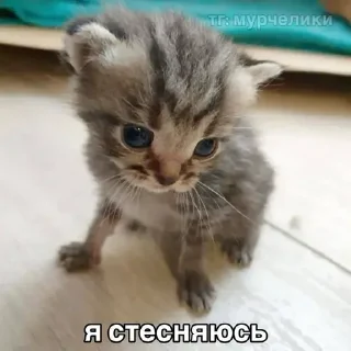 Стикер Китики KB_Wing @StickersPackRobot - 7