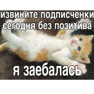 Стикер Китики KB_Wing @StickersPackRobot - 8