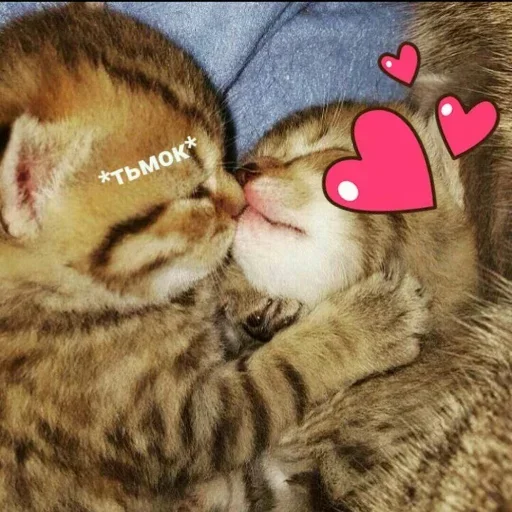 Котики @StickersPackRobot Котики @StickersPackRobot -