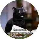 Кот Салем Кот Салем - mammal