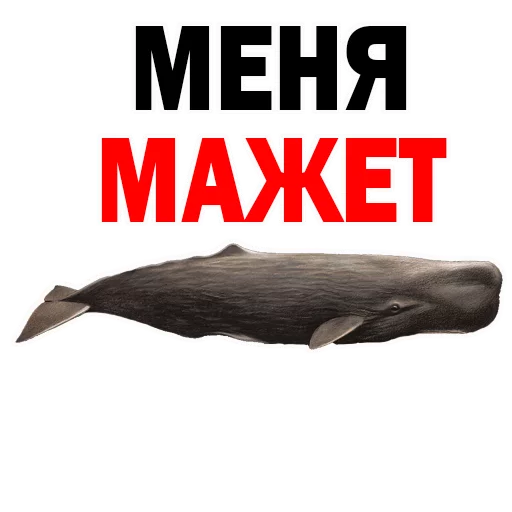 СМС СМС плакат животное