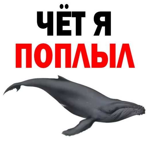 животное животное СМС водные млекопитающие
