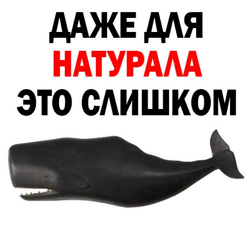 СМС СМС морские млекопитающие водные млекопитающие
