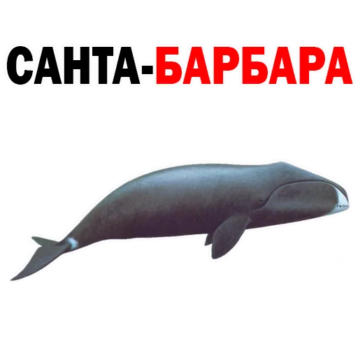 животное животное водные млекопитающие млекопитающее