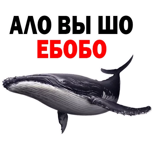 СМС СМС животное морские млекопитающие