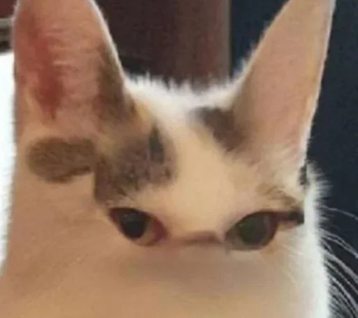 Сырок. :: @fStikBot Сырок. :: @fStikBot - cat