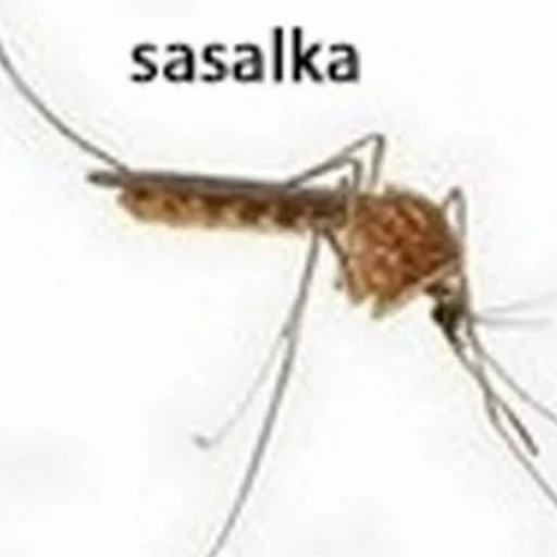Сасалки Сасалки -