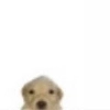 Puppy Puppy -