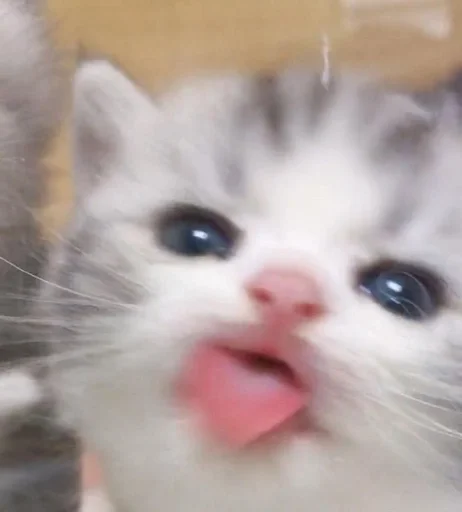 котики кьютики :: @fStikBot котики кьютики :: @fStikBot -
