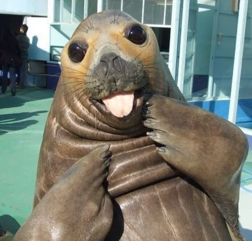 Seal 🐬 @pejoymatcha Seal 🐬 @pejoymatcha -