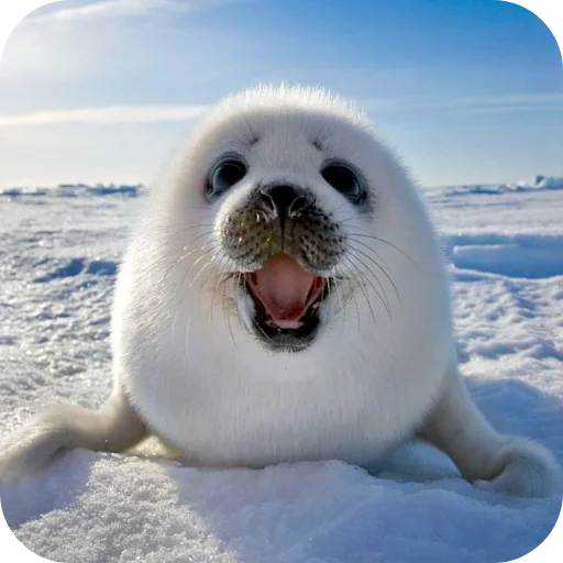 seals by @inteakiss ✮ seals by @inteakiss ✮ -