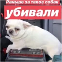Себек Себек - домашнее животное