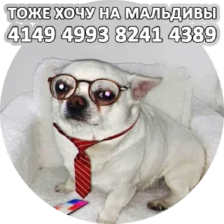 SebekBandit SebekBandit - pet