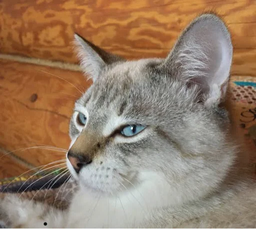 Кот Семён Кот Семён -