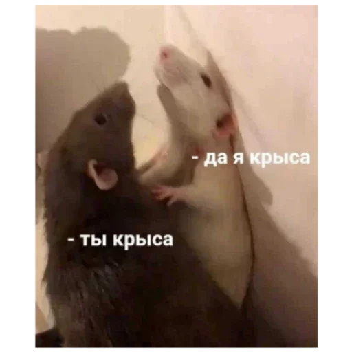 Серая Крысятня Серая Крысятня -