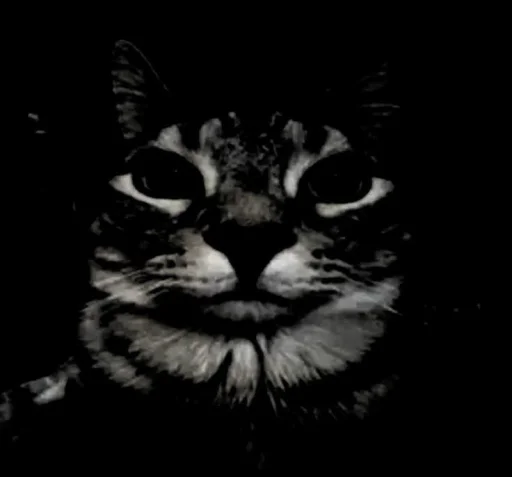 SevenSigmaCat @TgEmodziBot SevenSigmaCat @TgEmodziBot -