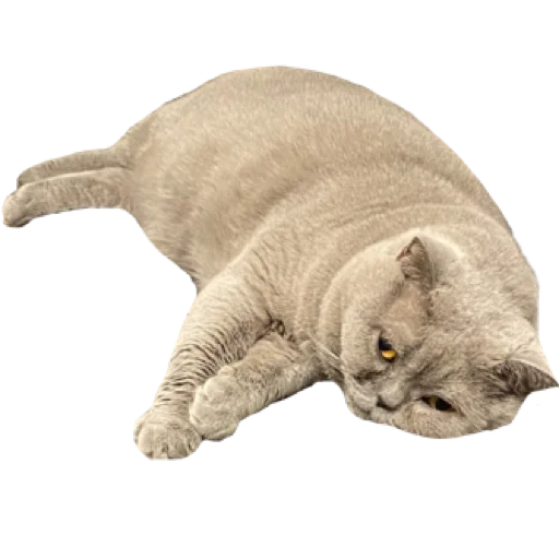 Sheba Sheba -