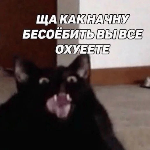 моё моё -
