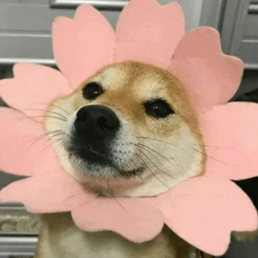 ShiBa iNU | @M4eHDi ShiBa iNU | @M4eHDi -