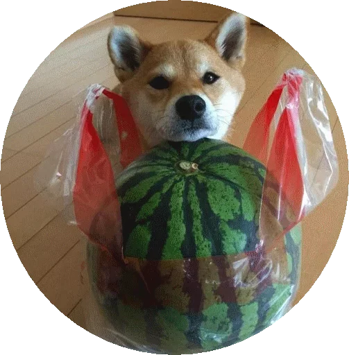 Shiba Shiba -