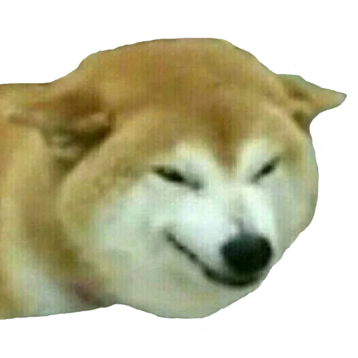 Shopping Cart Shiba Shopping Cart Shiba -