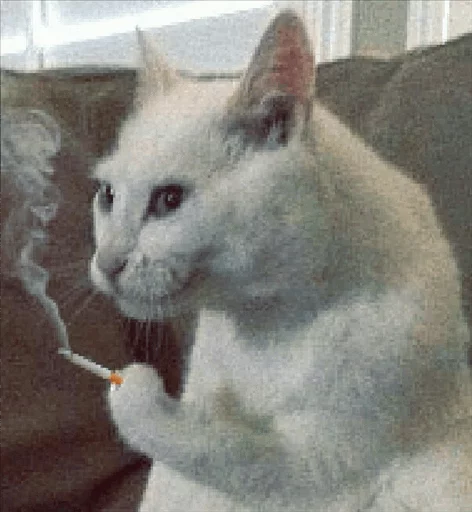 animal animal mammal cat